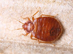 Closeup View of Bebug