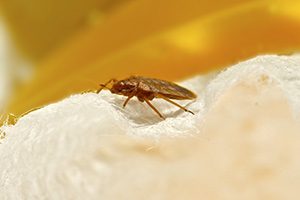 Bedbug Infesting Mattress