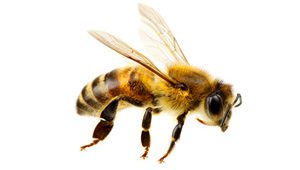 Flying Bee Wasp