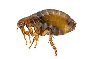 Closeup View of Flea