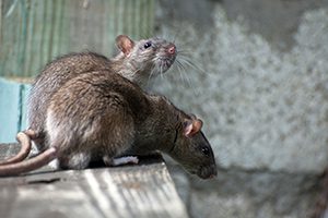 Mice Infesting Home