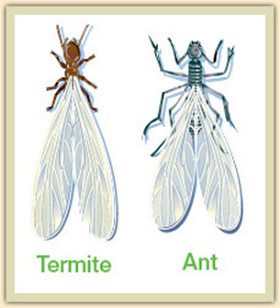 Termite and Ant Comparison