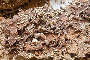 Termite Infestation