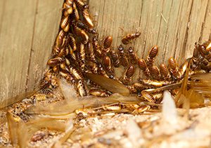 Termites Damaging Wood