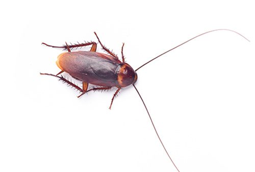 Dead Cockroach on Back