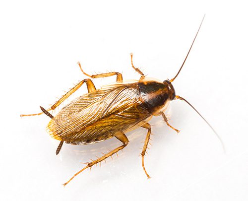 Dead Cockroach on Back